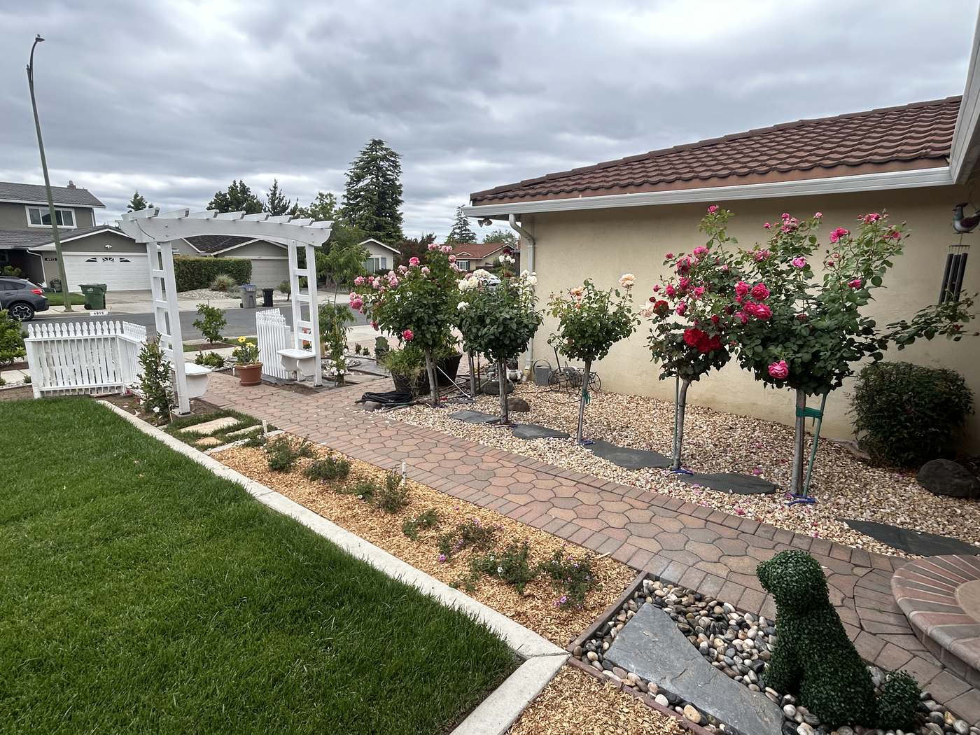 Finished side yard landscaping with rose trees and paver path
